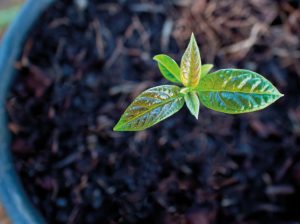 “No hay plan de fertilización exitoso si no tenemos raíces”