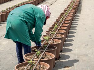 Claves para el manejo nutricional en condiciones de salinidad