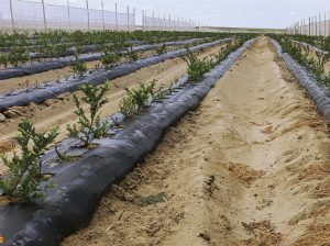 El oídio ya está presente en huertos de arándanos del norte del país