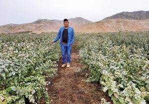 Frutas de mejor calidad para exportación gracias a la poda especializada