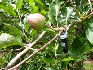 Acumulación de calcio en la fruta: hechos y falacias