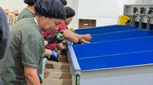 En Caldas inauguran la primera planta empacadora y exportadora de aguacate y limón