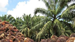 Cenipalma continuará apostando por la iniciativa “Colombia palmera en línea”