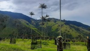 Retiran más de 800 árboles de aguacate Hass que afectaban palmas de cera