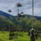 Retiran más de 800 árboles de aguacate Hass que afectaban palmas de cera