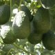 Perú prevé exportar 473,000 toneladas de palta Hass