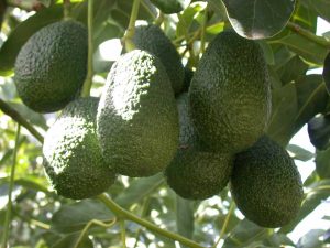 Incorporan software que controla las cámaras de maduración de paltas