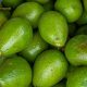 Estudio revela métodos para mantener la calidad en distintas variedades de palta en períodos prolongados de almacenamiento