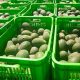 Las exportaciones de palta alcanzarían las 450 mil toneladas en el 2021