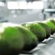 España prevé aumento de 8% en su producción de palta para esta campaña