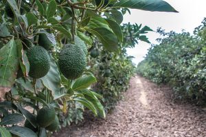 Camet Trading en vías a exportar paltas diez meses al año