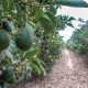 Camet Trading en vías a exportar paltas diez meses al año