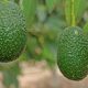 Corea del Sur aprueba el arribo de palta Hass desde Perú