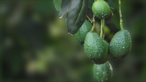 El 30% de la producción de palta Hass de las zonas altoandinas estaría en riesgo por la sequía