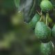 El 30% de la producción de palta Hass de las zonas altoandinas estaría en riesgo por la sequía