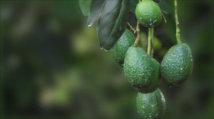 Aguacate: Sudáfrica recortó proyección de exportación para este año