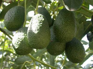 Perú duplica sus envíos de palta de Chile, país que pasa a ser uno de sus tres mercados principales