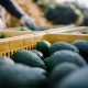 Producción de palta aumentaría 57% en la temporada 2021-2022