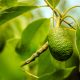 Inteligencia artificial para predecir el nivel de madurez de la palta