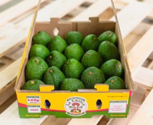 Palta Hass: Perú se convirtió en el principal proveedor de Europa