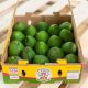 Palta Hass: Perú se convirtió en el principal proveedor de Europa