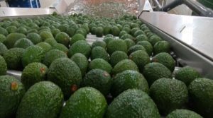 Chile da luz verde al ingreso de la palta Hass colombiana