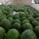 Chile da luz verde al ingreso de la palta Hass colombiana