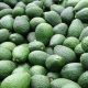 ProHass estima que este año habrá más producción de palta Hass