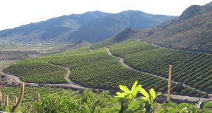 Gobierno propone excluir proyectos frutícolas en laderas de cerros de planes de financiamiento de riego