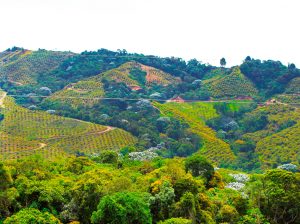 El palto Hass encuentra su segundo hogar en Colombia