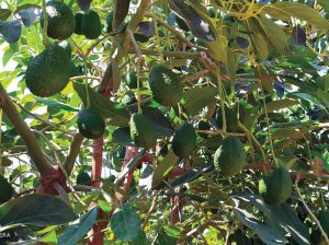 El manejo nutricional del palto está lleno de mitos