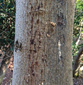 Claves frente a las enfermedades fúngicas de madera en palto