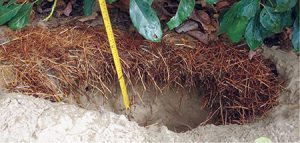 Estrategias para disminuir el consumo de agua del palto en condiciones de desierto