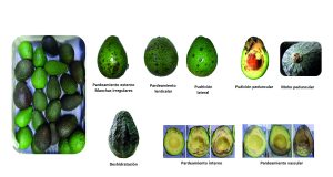 Ocho desafíos para producir una palta Hass con potencial de poscosecha