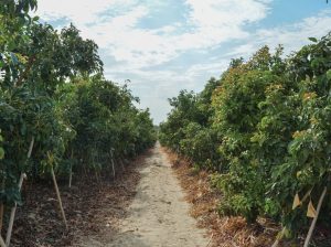 Agrícola Pampa Baja y el vuelco en favor del palto en el norte