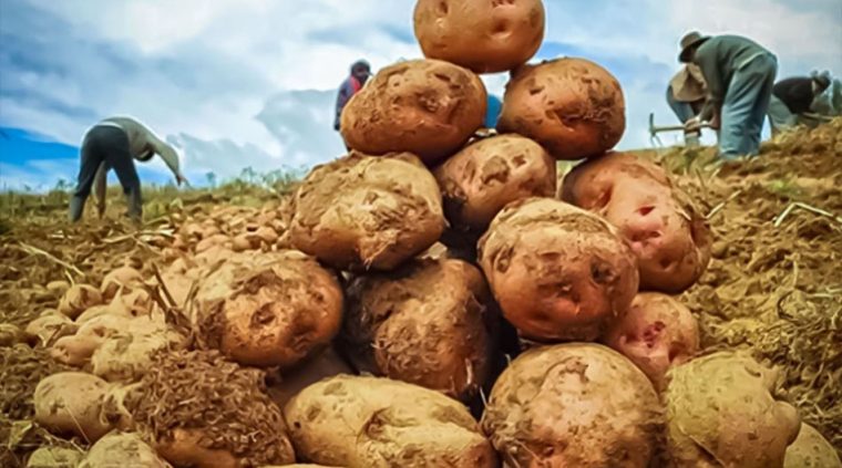 Efecto del riego en la aireación.