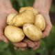 Papa: riego para prevenir el amarillamiento de hojas en el cultivo