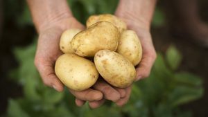 Área cultivada en papa caería 30% por impacto económico de la pandemia