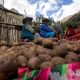Comunidades de Áncash elevan productividad de papas nativas hasta en 40 mil toneladas