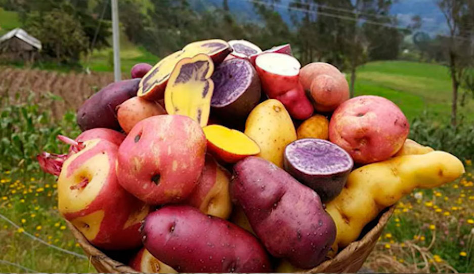 GRÁFICO 5. Determinación de frecuencia de riego y lamina de riego en Thomson sdls, utilizando sonda continua de humedad de suelo.