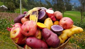 Colombia busca rescatar su colorido legado de papas nativas