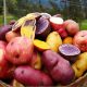Colombia busca rescatar su colorido legado de papas nativas