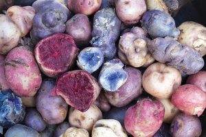 Científicos del CIP buscan mejorar productividad de la papa mediante la edición genética