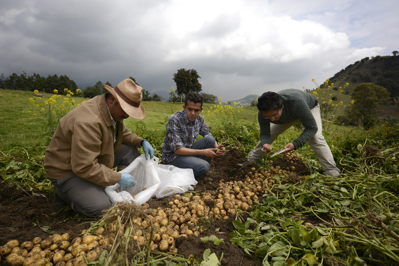 GRÁFICO 3. Ajuste de frecuencia y tiempo de riego en suelo de baja aireación.