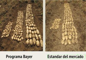 Impacto de la agricultura moderna en el cultivo de papa con innovación desde la siembra
