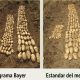 Impacto de la agricultura moderna en el cultivo de papa con innovación desde la siembra