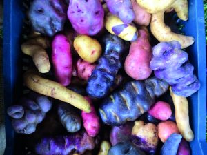 “Hoy la papa nativa peruana tiene una demanda enorme en el mundo”