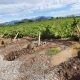 Sector agrícola puede acceder a créditos para inversión, refinanciamiento y capital de trabajo