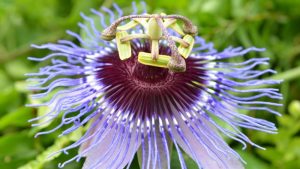 Publican libro sobre el manejo de pasifloras con gran enfoque en control de Fusarium solani