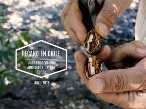 El cultivo de pecano en Chile